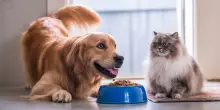 Perché i cani divorano tutto mentre i gatti sono più schizzinosi? La risposta è nel loro Dna