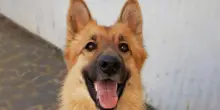 Pensava che il suo cane Otto odiasse tutti, poi una telecamera ha svelato il suo segreto