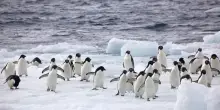 Il guano di pinguino aiuta a contrastare la crisi del clima in Antartide