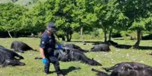 Tempesta di fulmini uccide 33 cavalli nel Frusinate: “Cercavano riparo dalla pioggia sotto gli alberi”
