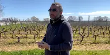 In vigna con Pasquale Petrera: "Gioia del Colle e il Primitivo, che ha rischiato di scomparire"