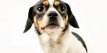 Errori da evitare con il nuovo cane: gestire l’ansia, pianti notturni e primi problemi