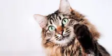 Gestire il primo impatto: come aiutare il gatto ad ambientarsi senza stress
