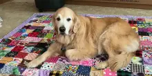 Il cane Isabelle riceve un dolcissimo regalo fatto a mano, ricco di centinaia di ricordi