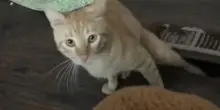 Gatto sconosciuto spunta in salotto: “Ma tu da dove sei uscito?”. Il mistero svelato per puro caso
