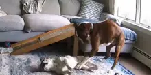 Il cane Yogi ha un attacco epilettico, il fratello Reggie sa esattamente cosa deve fare per aiutarlo