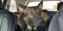 Salvato da una casa con altri 39 cani, Sammie ha ritrovato la speranza grazie agli amici cuccioli