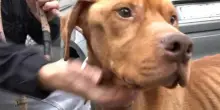 Lucca, il cane Hulk tenuto alla catena tra gli escrementi: ora è al sicuro in un rifugio