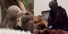 California, si travestono da orso per prendersi cura del cucciolo trovato nel bosco senza mamma