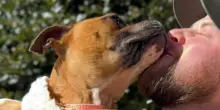 La sua prigione era un cerchio di due metri, la nuova vita del cane Alicia senza una catena al collo