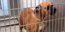 Esce dal box per la sua ultima passeggiata prima dell’eutanasia, ma per il cane Ginger cambia tutto