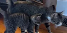 Il gatto Fibi ha paura del cucciolo Bobo appena adottato ma trova il coraggio di fare il grande passo