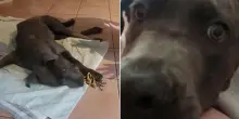 I miracoli esistono: grazie a La Zampa il cane disabile Oscar è stato adottato e si chiamerà Blu