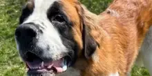 Abbandonato e restituito perché è “troppo energico”, ma per il cane Thor arrivano i giusti rinforzi
