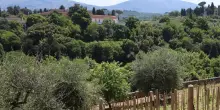 La vigna urbana guarda Firenze. E sogna