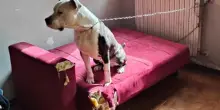 Legato, affamato, dimenticato: salvato Argo, il cane abbandonato in una casa a Bologna