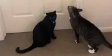 Il panico di Winston e Spooky davanti al trasportino, cosa succede quando i gatti capiscono che si parte