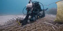 All’Elba una nuova “foresta blu” per rigenerare la posidonia oceanica