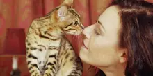 I gatti riconoscono l’odore dei loro umani proprio come i cani: ecco cosa dice la scienza