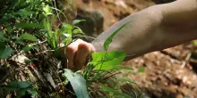 L’erba del vicino... è più gustosa: cinque piatti da provare