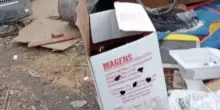 Va a buttare la spazzatura e intravede in una scatola sedici occhi che la fissano