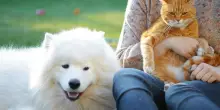 Eurispes 2025: cresce il legame degli italiani con cani e gatti (e non solo), ma pesa sul portafoglio