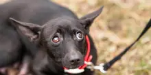 Il Senato approva ddl per i reati contro gli animali, ecco che cosa prevede la nuova legge