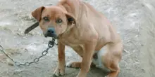 Ddl reati animali è legge. Gli attivisti: “Finalmente, ma le pene potevano essere più severe”