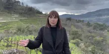 In vigna con Giovanna Maccario: "Raccontiamo la Liguria con giovani vigneti di almeno 50 anni"
