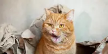 La “teoria del gatto arancione” è un mito o pura realtà? Ecco cosa dice la scienza