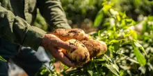 Elogio della patata, l’umile tubero che nutre il mondo