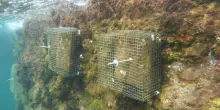 Dalle patelle di Ischia una risposta (inattesa) alla crisi climatica