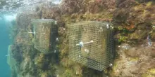 Dalle patelle di Ischia una risposta (inattesa) alla crisi climatica