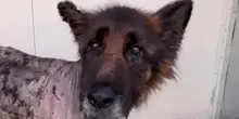 Vermi nelle ferite e bruciature, il cane Bruno veniva “curato” col gasolio. Il salvataggio a Verona