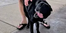 Da un addio doloroso a un nuovo inizio: la commovente storia del cane Floyd e del suo eroe postino