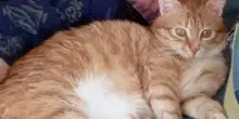Il gatto Ermes di Crotone ha trovato casa a Torino grazie a La Zampa, ma il lieto fine raddoppia