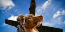 “Atterriamo perché un passeggero sta male”, ma è un cane: polemiche per il dirottamento di un volo
