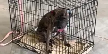 Restituito due volte e ignorato all’evento pro adozioni, il cane Cali trova un lieto fine inaspettato