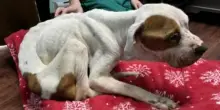 “Lo hanno lasciato morire in una casa vuota”: la triste storia del cane Rhett e la sua rinascita