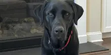 Va a prendere il suo cane Angus all’asilo, quando torna a casa scopre che c’è qualcosa che non va