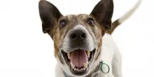 13 segnali per capire se il tuo cane è in salute: l’importanza dell’osservazione e della prevenzione