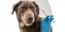 Il calendario delle vaccinazioni per i cani cuccioli e adulti: le obbligatorie e le raccomandate