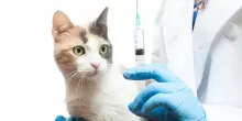 Il calendario delle vaccinazioni dei gatti: quali sono quelle obbligatorie e consigliate?