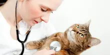 Visite veterinarie periodiche ai gatti: quanto spesso e perché
