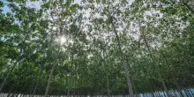 Le foreste sono in crescita ma non abbassiamo la guardia