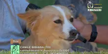 Videoadozioni Canile Bibiana: il cane Elena cerca casa