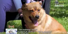 Videoadozioni Rifugio L'Arca di Piera: il cane Gold cerca casa