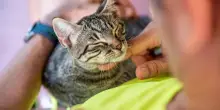 Svelato il gene delle fusa: ecco perché alcuni gatti ne fanno più degli altri