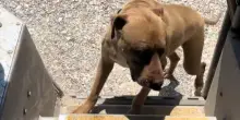 Da cinque anni, il cane Max fa la stessa cosa dolce ogni volta che il corriere passa davanti casa sua