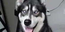 Il cane Titan sparisce durante un temporale, la famiglia lo ritrova in un posto inaspettato e commovente
